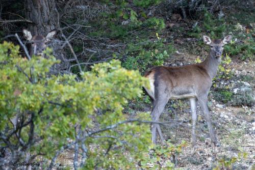 059A9085-Avec accentuation-Bruit
