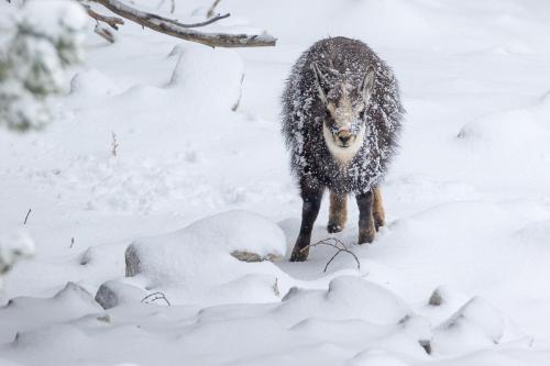 chamois face à la tempête de neige